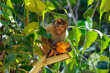 Wild living monkeys in the jungle near ella