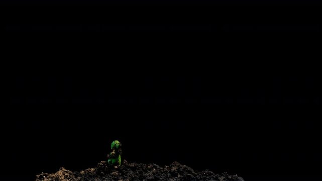 Young green plant sprouts emerging from soil, illustrating growth and new beginnings. Cucumber sprouts. time lapse