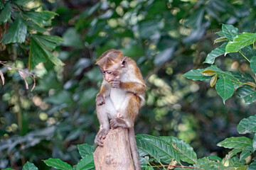 Wild living monkeys in the jungle near ella