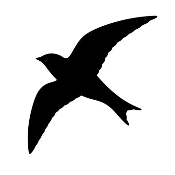 Silhouette of a common swift, apus apus, bird in flight image