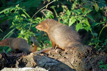 indian mongoose in yala national park