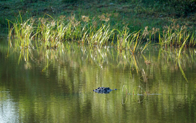 crocodile in yala national park