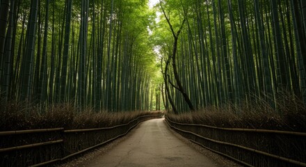 Fototapeta premium Serene Path Through Lush Green Bamboo Forest in Japan