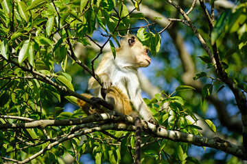 Obraz premium macaque monkey in the tree on a safari in sri lanka