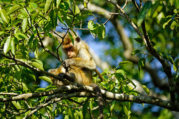 macaque monkey in the tree on a safari in sri lanka