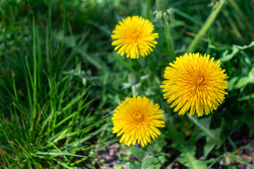 Yellow common dandelion (Taraxacum officinale) flowers head on greenery background
