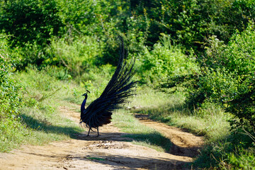 colorful peacock in yala national park