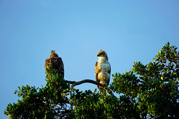 eagle in the yala national park