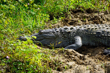 crocodile in yala national park