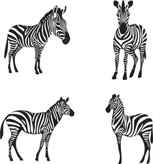 Set of Zebra black and white vector