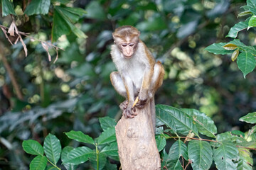Wild living monkeys in the jungle near ella
