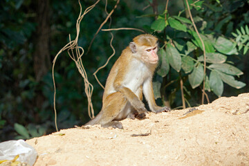 Wild living monkeys in the jungle near ella