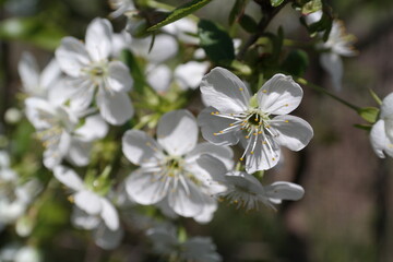 blossoming cherry branch against the sky