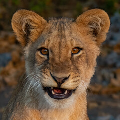 portrait of a lion 1/3