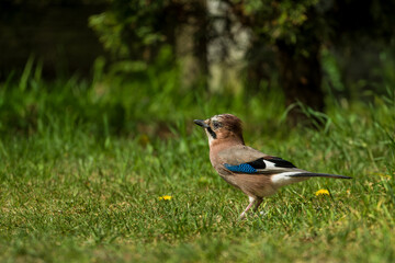 Sójka zwyczajna, sójka, sójka żołędziówka, Garrulus glandarius.