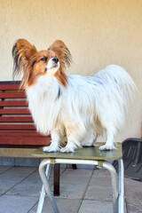 Tricolor papillon dog squints standing on a stool close-up, toy continental spaniel with copyspace