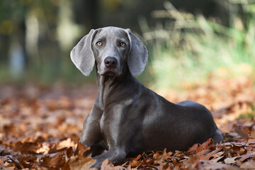 young weimaraner