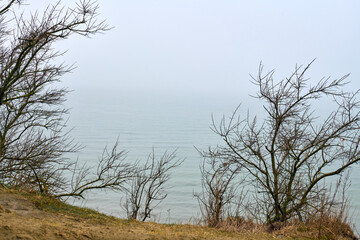 Bare branches frame foggy lake, creating serene, misty scene. Calm water and muted colors enhance tranquility. Overcast sky blends with gentle fog