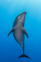 Dolphin in the blue