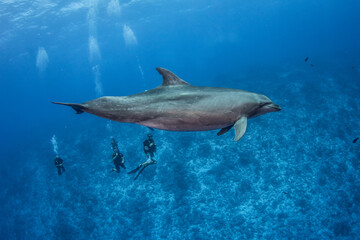 Fototapeta premium Dolphin in the blue