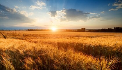 wheat field at sunset