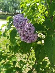 Purple lilac flowers