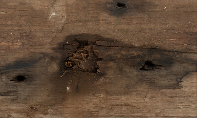 Wood surface showing signs of damage and wear from insects and decay in rustic setting