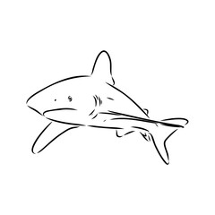 great white shark drawn in ink freehand sketch logo