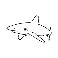 great white shark drawn in ink freehand sketch logo
