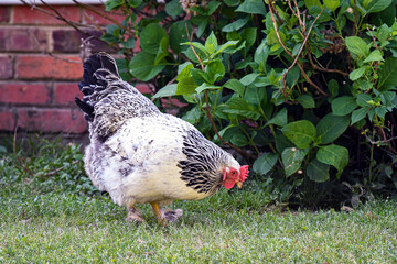 Black and white Brahma chicken in backyard