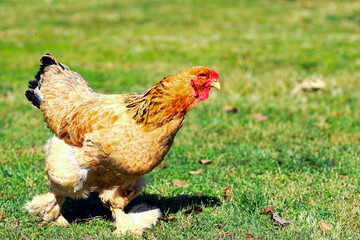 Brahma chicken walking in a green field