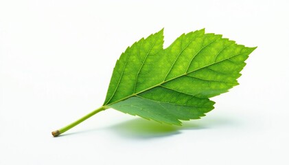 Fototapeta premium Single sapling against pure white, showcasing intricate leaf detail , young, leaves