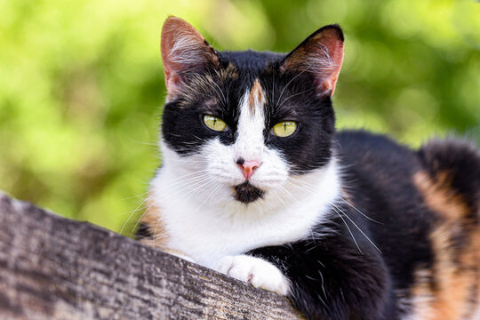 Close up of tortoiseshell cat