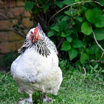 Light colored Brahma hen looking at camera