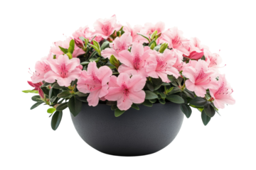 Delicate pink azaleas in a grey pot a stunning floral arrangement against a stark black background Soft on transparent background