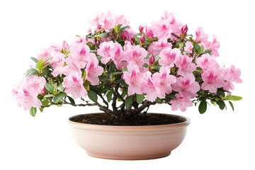 Delicate pink azalea bonsai tree blossoms in full bloom vibrant springtime beauty against a pure black on transparent background