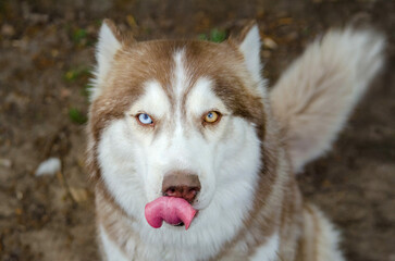 Husky with striking blue and brown eyes sticks tongue out playfully. Close-up captures rich fur and expression. Background features earthy tones, enhancing focus