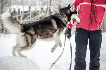 Energetic husky jumps beside adult in snowy landscape. Red jacket stands out against white background. Action and excitement captured in winter setting © TRAVELARIUM