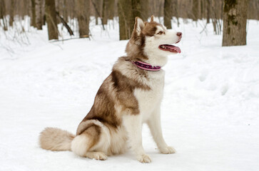 Siberian husky sits gracefully in snow, surrounded by leafless forest trees. Cool tones dominate scene, emphasizing winter atmosphere. Dogs pink collar adds contrast