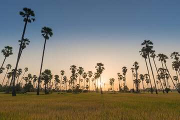 Obraz premium Sugar palm trees in rice field at sunrise, tropical landscape and agricultural tourism concept in Thailand