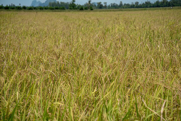Ripe golden rice field ready for harvest under a sunny sky in a rural landscape. Agriculture.
