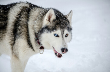 Siberian husky stands in snowy environment, showcasing striking blue eyes. Snowflakes gently fall, adding texture to pure white background. Dogs fur shines under diffused winter light