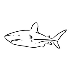 great white shark drawn in ink freehand sketch logo