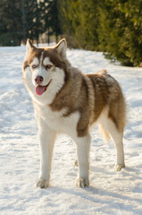 Brown and white siberian husky stands confidently on snowy path, surrounded by trees. Soft sunlight illuminates fur, casting gentle shadows on snow-covered ground, highlighting dogs vibrant expression