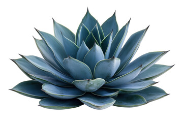 Fototapeta premium Serene Blue Agave Plant Isolated on Black Background Detailed Macro Shot with Rich Teal and Green on transparent background