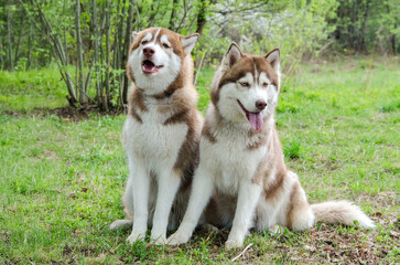 Two siberian huskies rest on lush grass, surrounded by greenery in sunny park. Their fur gleams...