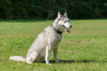 Siberian husky with striking blue eyes sits attentively on bright green grass. Sunlight highlights fur and studded collar amidst serene park backdrop. Calm setting captured from side angle