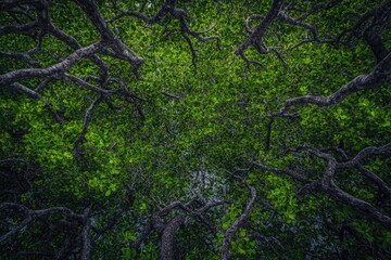 Lush canopy, twisting branches, vibrant foliage.  A dense, green forest ceiling viewed from below