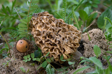Morchella vulgaris mushroom in the plants. Edible morel mushroom in the oak forest.