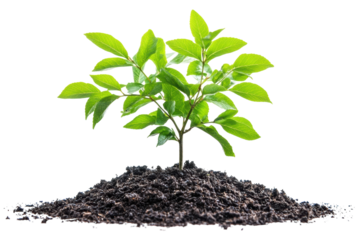 Vibrant green sapling emerging from rich soil against a stark black background showcasing new life and on transparent background